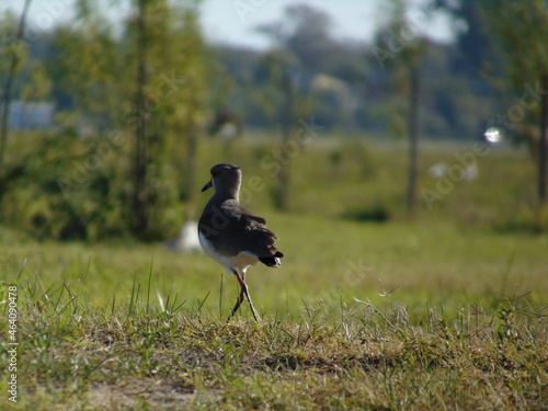 "Tero" in the ground