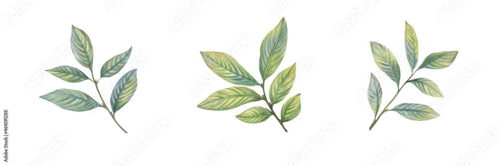 Set of watercolor green leaves. Leaves on a branch for design, cards, wallpaper, print
