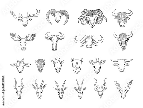 Collection of monochrome animal heads with horns in sketch style. Hand drawings in art ink style. Black and white graphics.