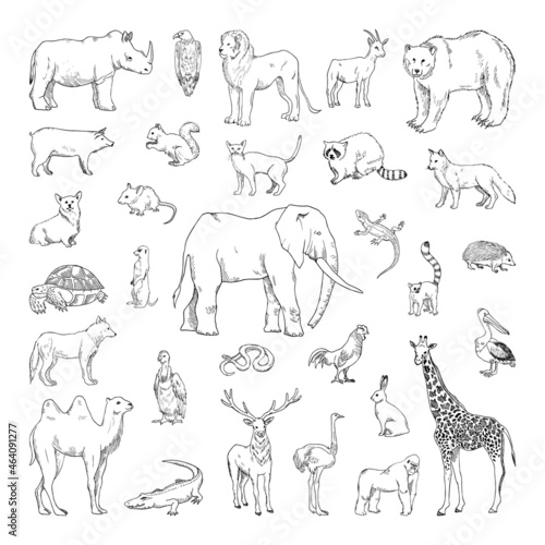 Fototapeta Naklejka Na Ścianę i Meble -  Collection of monochrome illustrations of animals in sketch style. Hand drawings in art ink style. Black and white graphics.