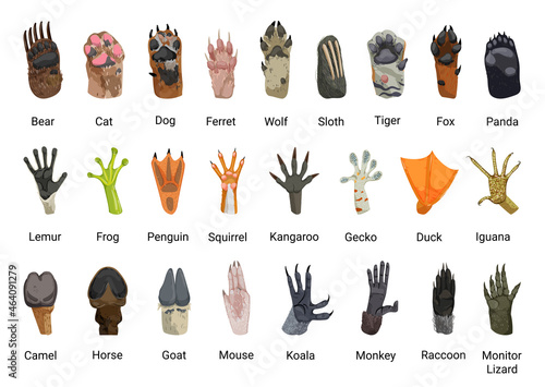 Collection of colorful detailed animal paws. Illustrations isolated on white background.