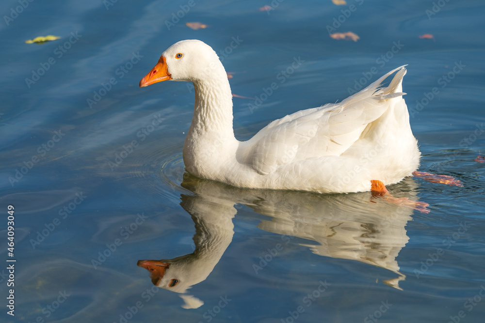 Gans im Wasser Gans im Wasser