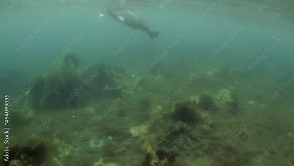 Underwater arctic landscape video in cold clear water of the Arctic Ocean in Norway Svalbard and floating around inhabitants of the seas. Amazing, beautiful marine life world of sea creatures. Underwater arctic landscape video in cold clear water of the Arctic Ocean in Norway Svalbard and floating around inhabitants of the seas. Amazing, beautiful marine life world of sea creatures.