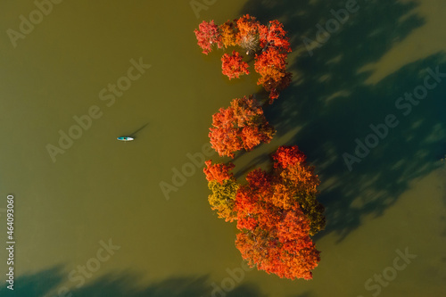 Aerial view with woman on paddle on stand up paddle board on the lake with autumnal Taxodium distichum trees. Top view. photo