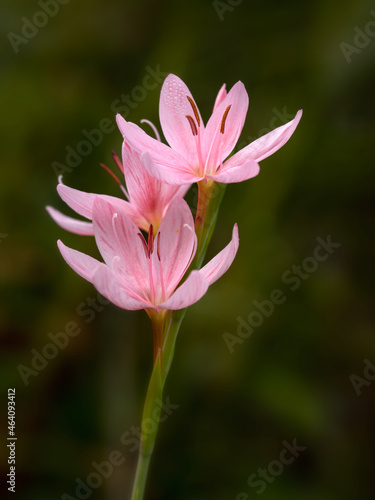 Flowers of Hesperantha coccinea  Mollie Gould  in a garden in early autumn against a dark background 