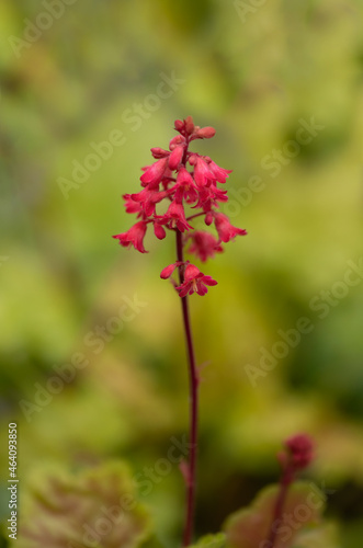 Canvas Print Close up of single flower stem of Heuchera 'Tokyo' in a garden in autumn
