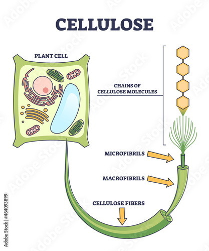 Cellulose as organic compound structure from plant cell outline diagram. Educational labeled biological inner microfibrils, macrofibrils and chain molecules fibers parts location vector illustration.