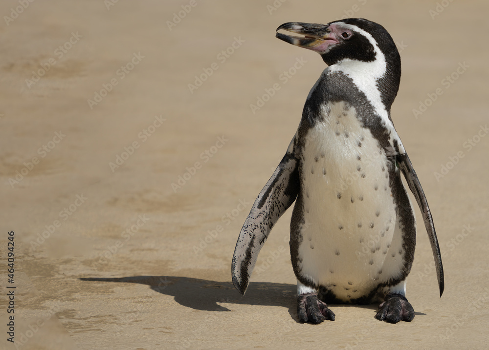 Fototapeta premium Manchot qui marche