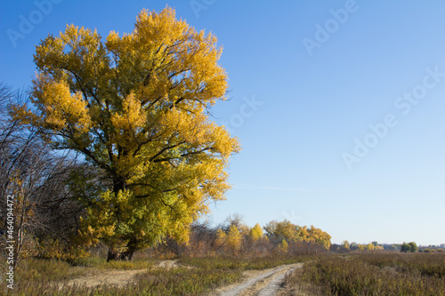 Autumn forest scenery with warm colors and a footpath covered in leaves leading into the scene