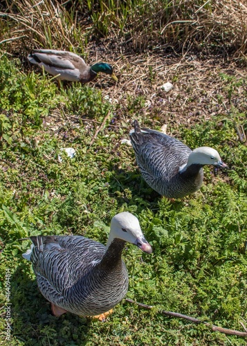 the emperor goose also known as the beach goose or the painted goose  photo