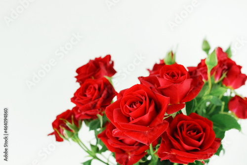 Red roses bouquet isolated on white background with copy space.Banner. Selective focus.Floral card.