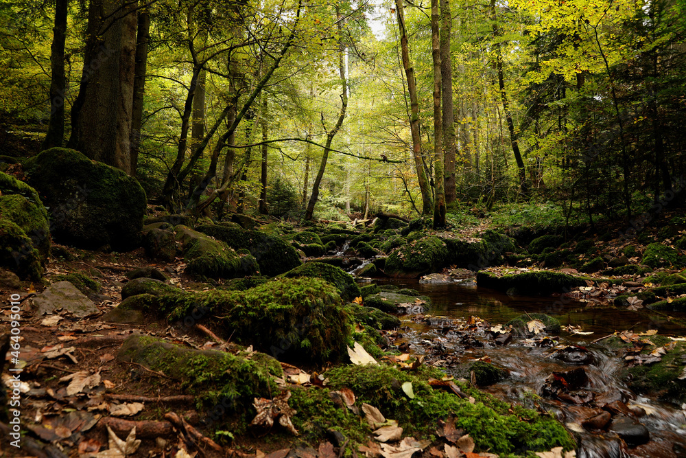 Fototapeta premium Das wildromantische Mohnbachtal im Schwarzwald