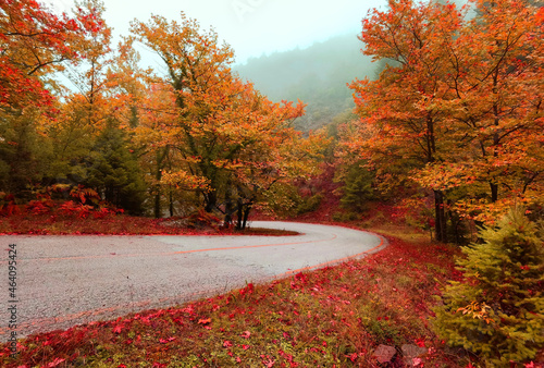 Fototapeta Naklejka Na Ścianę i Meble -  road in the forest of fires in mountain tzoumerka arta perfecture greece in autumn