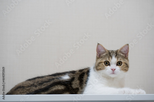 pet activity with scottish straight kitten play and sit on table