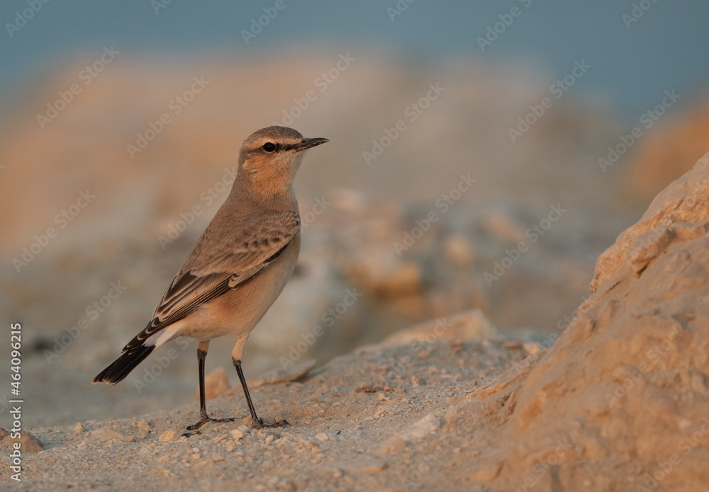 Isabelline Wheatear in the morning hours at Busaiteen coast of Bahrain Isabelline Wheatear in the morning hours at Busaiteen coast of Bahrain