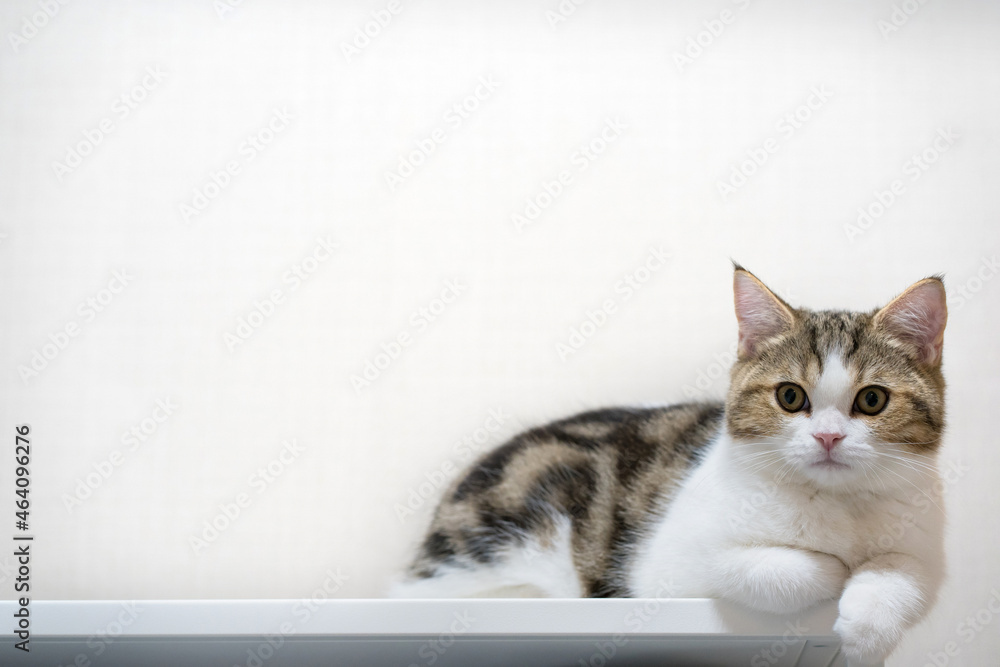 pet activity with scottish straight kitten play and sit on table pet activity with scottish straight kitten play and sit on table