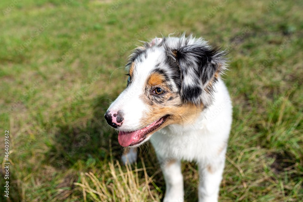 Australian Shepherd Dog stands on the green grass with its mouth open and its tongue outstretched.