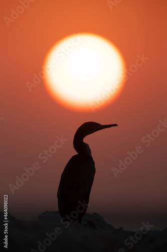Socotra cormorant and the sun  Bahrain