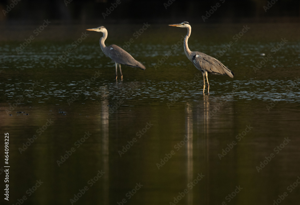 Grey Herons and reflection on water at Tubli bay, Bahrain Grey Herons and reflection on water at Tubli bay, Bahrain