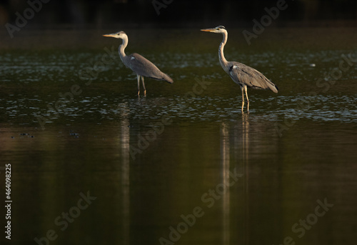 Grey Herons and reflection on water at Tubli bay, Bahrain