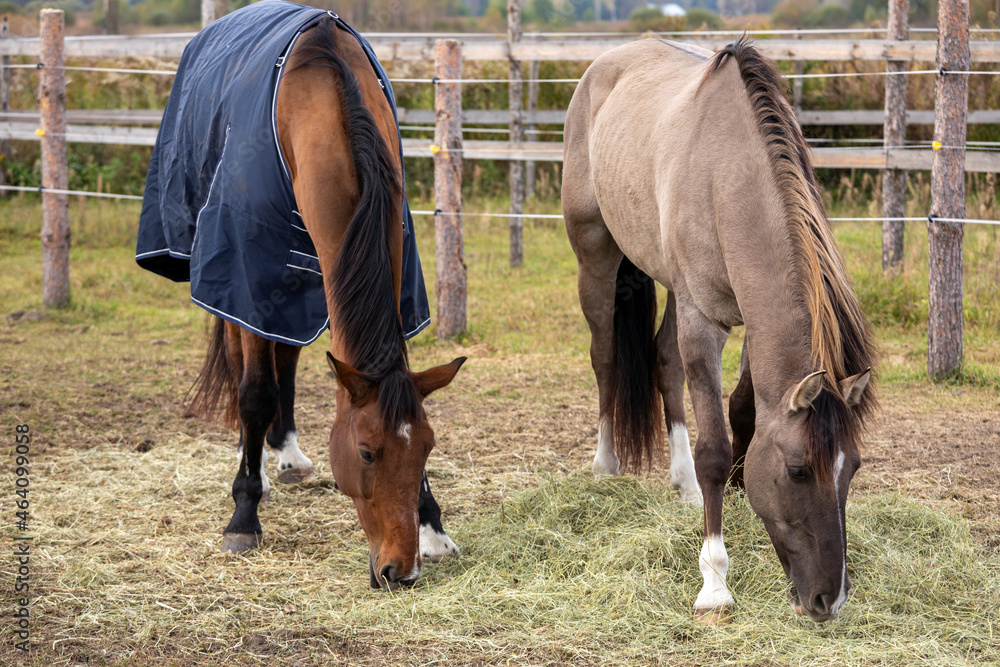 Horses eating hay from the ground on a paddock. Grullo coat color horse (Lusitano breed) and bay