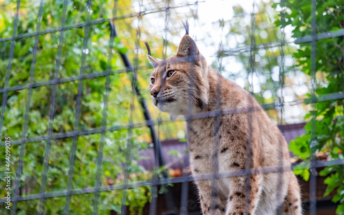 Eurasian Lynx © Bruno Coelho