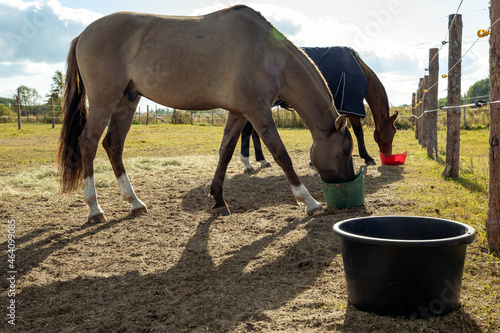 Canvastavla Horses eating meal from the rubber tub outdoors