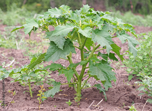 фотографія Jimson Weed plant, Datura stramonium