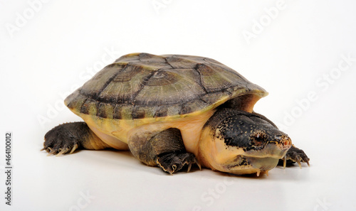 Salvins Kreuzbrustschildkröte // Giant musk turtle  (Staurotypus salvinii) 