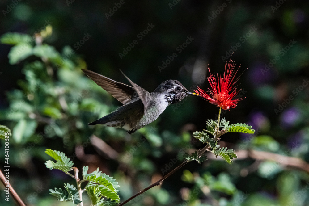 Fototapeta premium Costa's Hummingbird (Calypte costae) With Pin Feathers Feeding on a Baja Fairy Duster Bloom