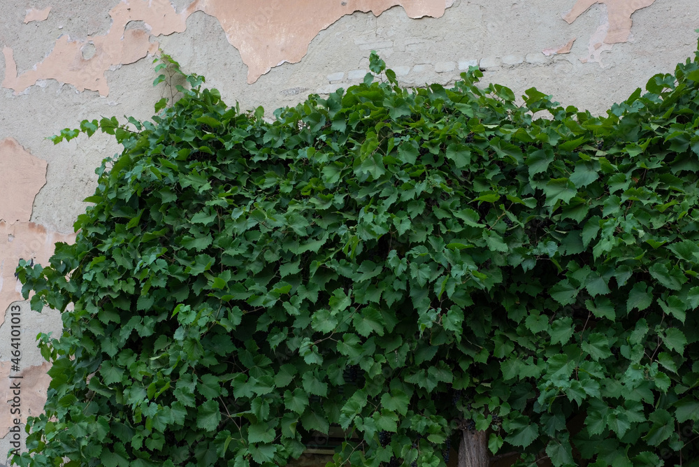 texture of old stone wall with leaves of wild street grapes texture of old stone wall with leaves of wild street grapes