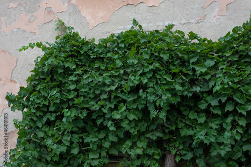 texture of old stone wall with leaves of wild street grapes