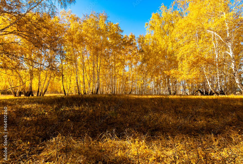 autumn landscape with yellow leaves autumn landscape with yellow leaves