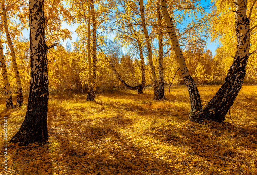 Fototapeta premium autumn in the park