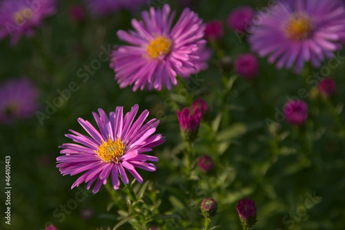 Close-up blue and purple flowers in the garden with a bokeh effect.