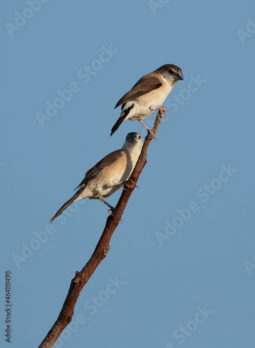 A pair of Indian Silverbills at Hamala, bahrain