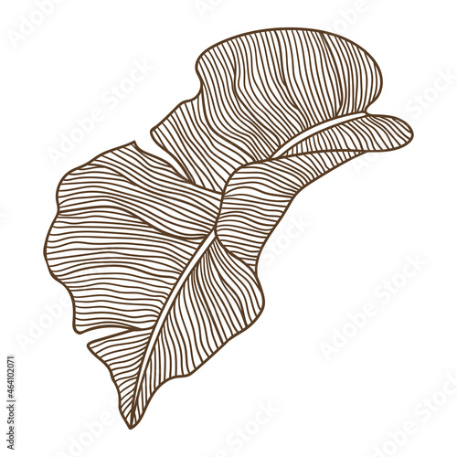 Illustration of stylized palm leaf. Decorative image of tropical foliage and plant.