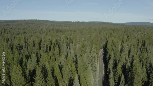 Aerial, drone footage of a narrow road in a pine tree forest 