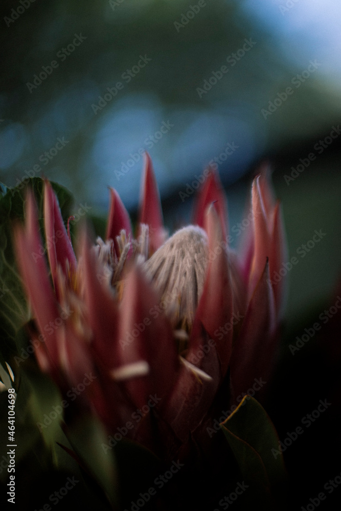 Protea flower in the garden