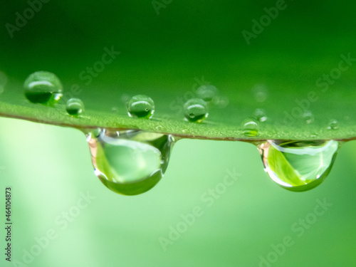 Drops on green leaves