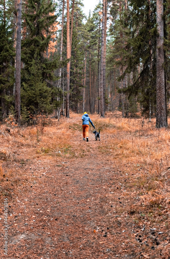 rear view of young woman running on autumn forest path with fluffy gray dog, walking dog in fall pet love rear view of young woman running on autumn forest path with fluffy gray dog, walking dog in fall pet love