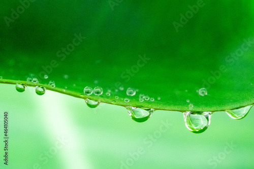 Drops on green leaves