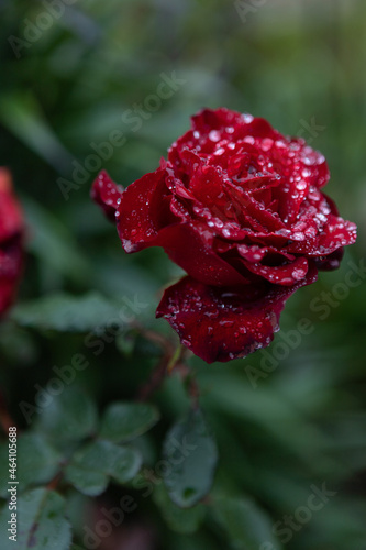 Morning dew on rose petals.Top view of a beautiful flower