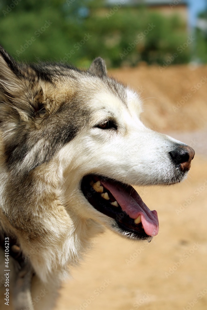 Portrait of a large, contented dog on a walk on a sunny day. Alaskan Malamute. Portrait of a large, contented dog on a walk on a sunny day. Alaskan Malamute.