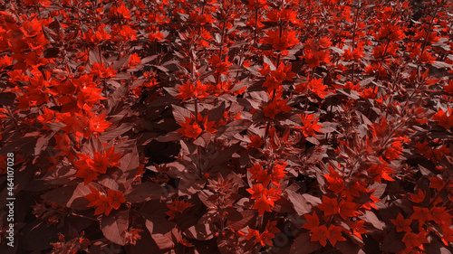 red hot pepper