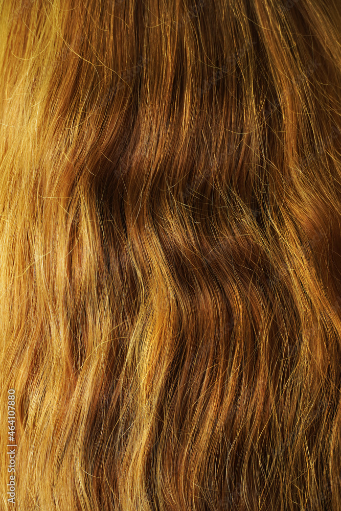 Fototapeta premium Long natural wavy brown hair. Back view.