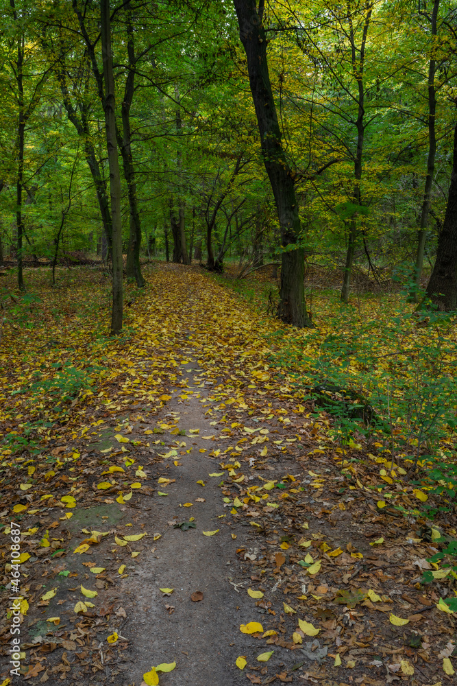 Autumn riparian forest and path in central Bohemia Autumn riparian forest and path in central Bohemia