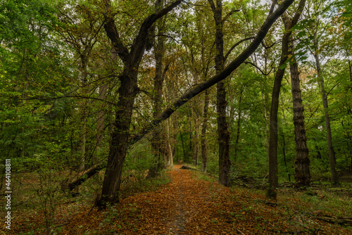 Autumn riparian forest and path in central Bohemia