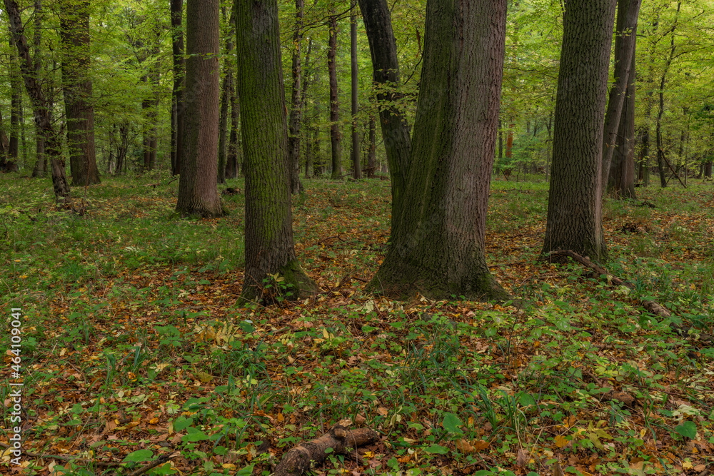 Autumn riparian forest and path in central Bohemia Autumn riparian forest and path in central Bohemia