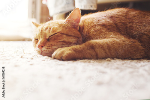 Cute ginger tabby cat sleeping on a carpet lit by sunlight photo